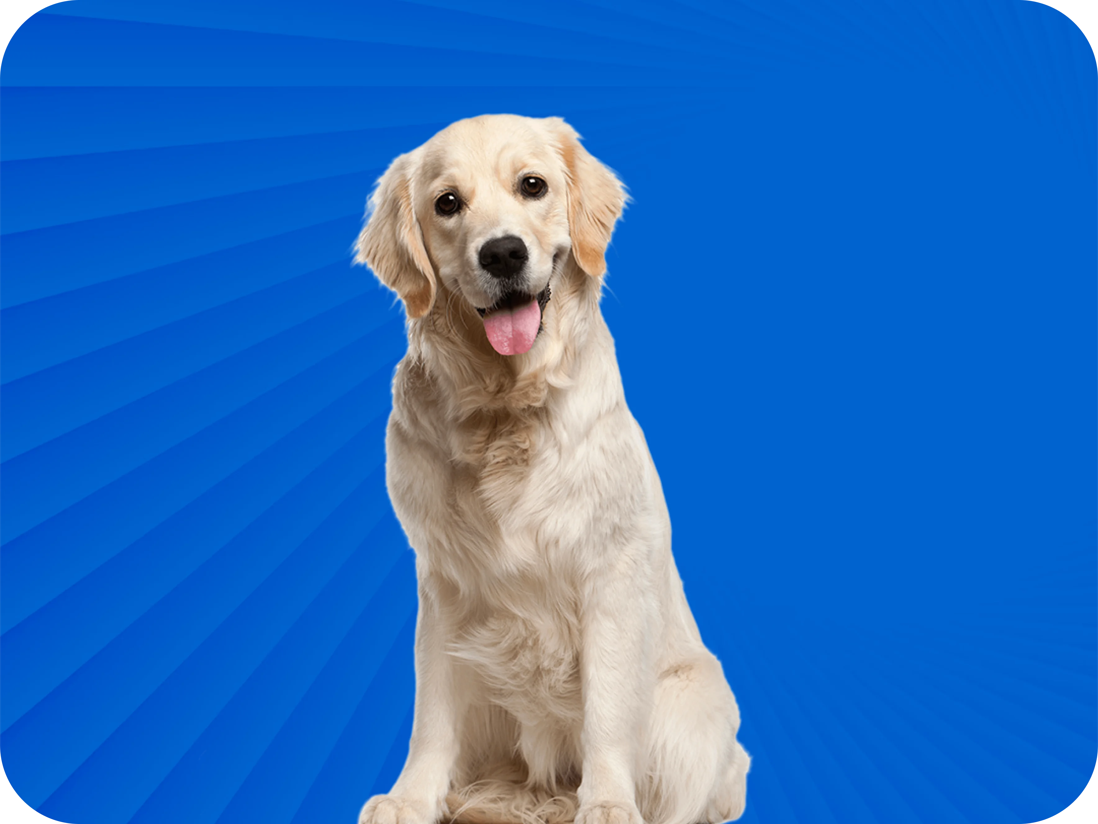 Mutuelle animaux : comparez les offres avec AIBS Assurances